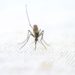 Repelentes antimosquitos para prevenir picaduras