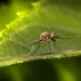 Picaduras de mosquitos: cómo evitarlas y protegerse