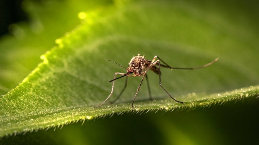 Picaduras de mosquitos: cómo evitarlas y protegerse
