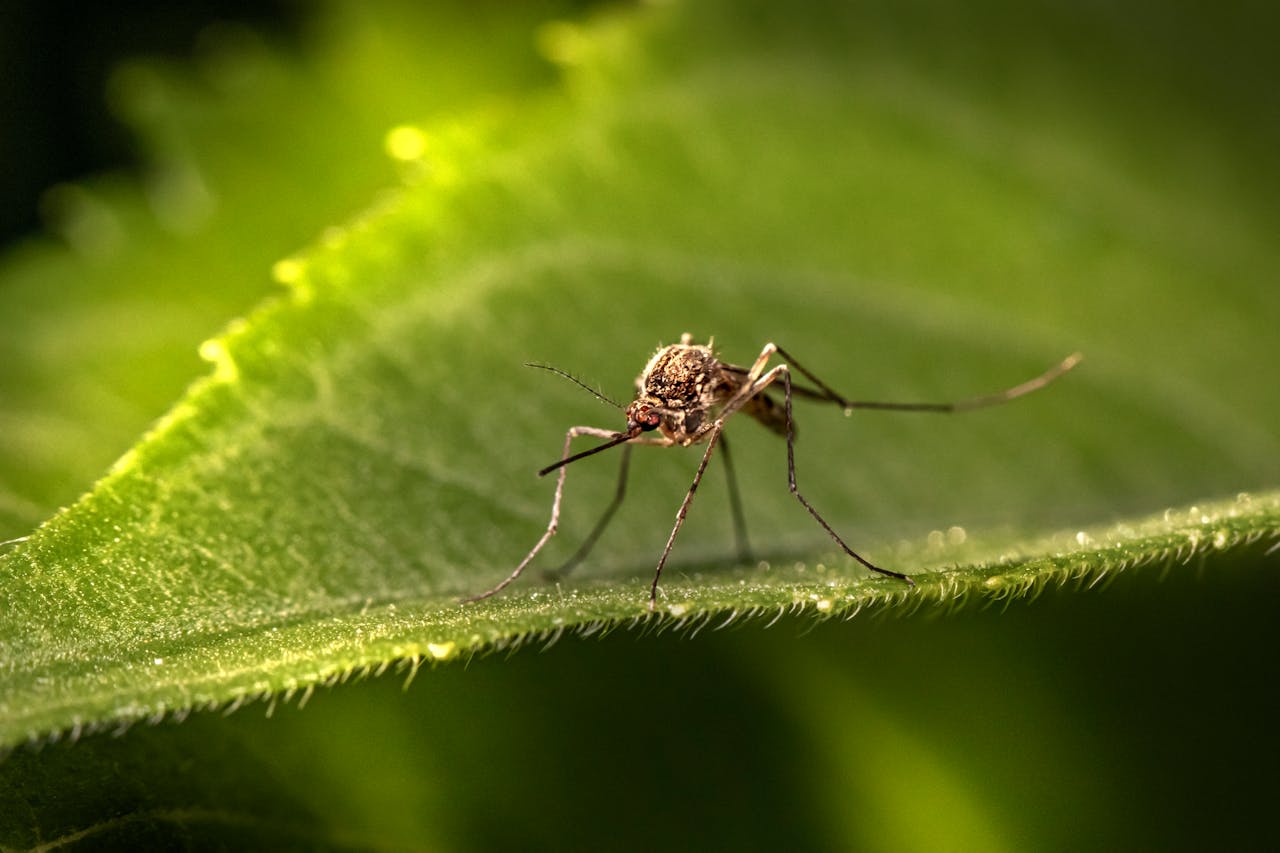 Picaduras de mosquitos